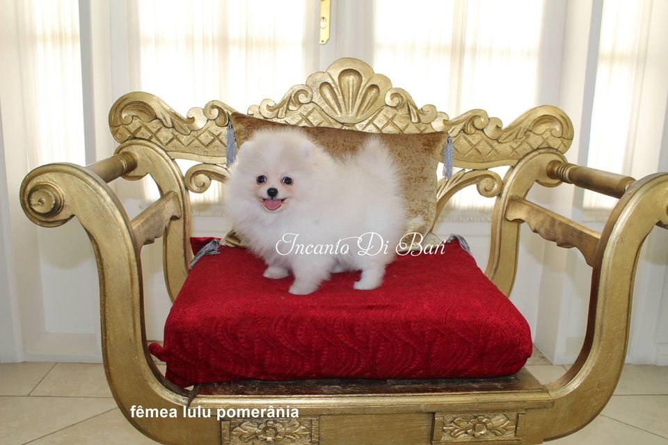 Link permanente para: Lulu da Pomerânia