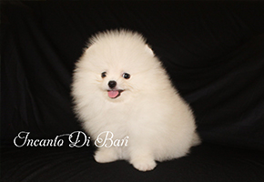 Lulu da Pomerânia - Incanto Di Bari