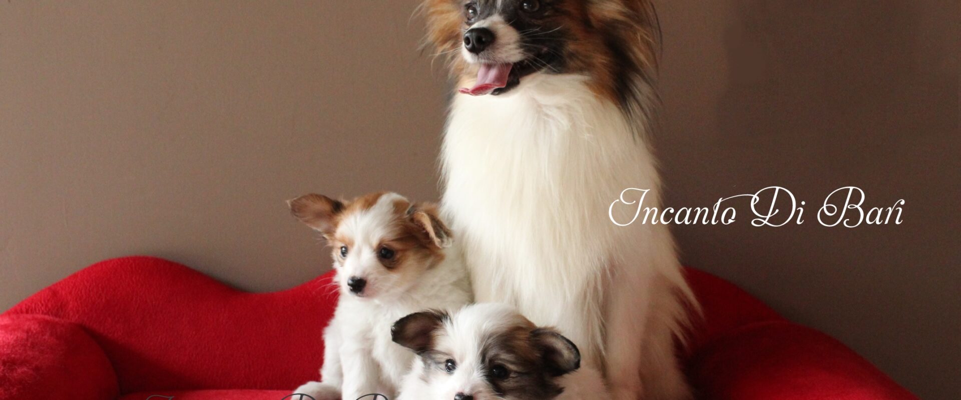 Link permanente para: Papillon